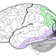 La franja dorsal (verde) y la franja ventral (púrpura). Tienen su origen en la corteza visual primaria. Wikimedia Commons